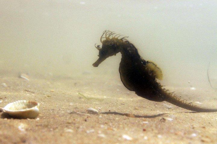 Observación de caballitos de mar