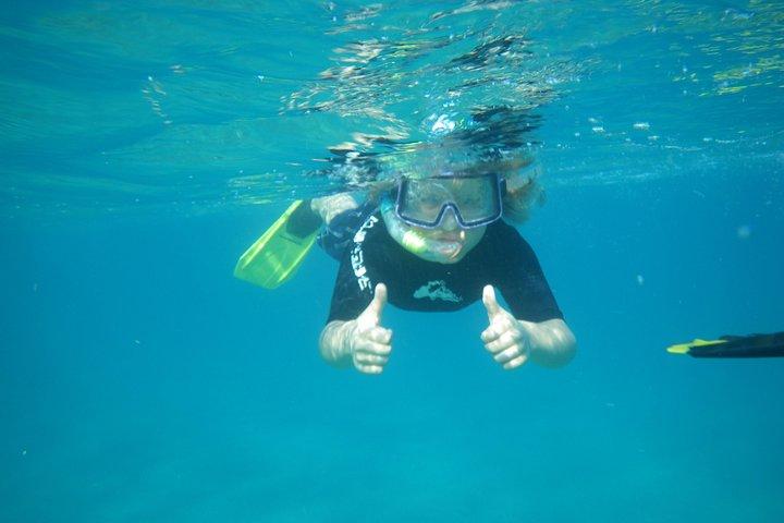 Observación de caballitos de mar