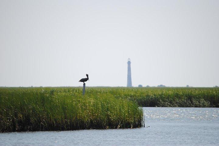 Charleston Eco Boat Cruise med stopp vid Morris Island Lighthouse