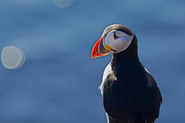 Puffinfahrt mit Fachkundiger Tourleiter ab Reykjavik