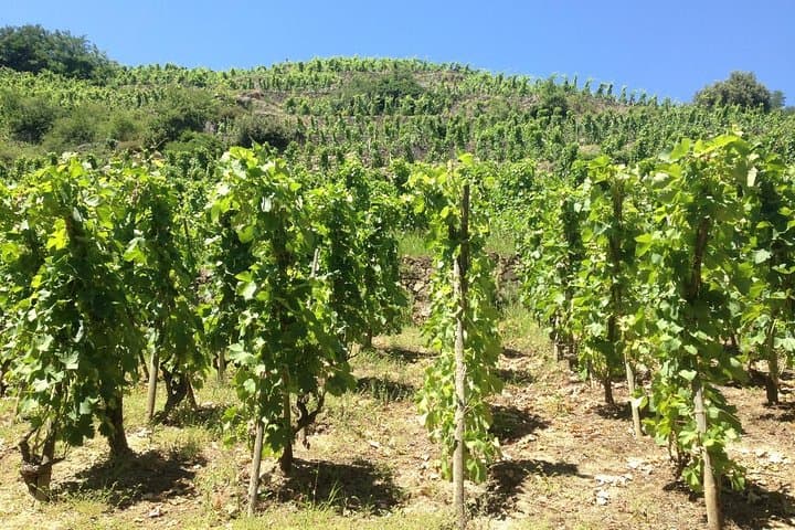 Cotes du Rhone Wine Tour (9:00 am to 5:15 pm) - Small Group Tour from Lyon