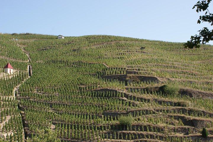 The Original Syrah Wine Tour (14h00 - 18h30) - Visite en petit groupe au départ de Lyon