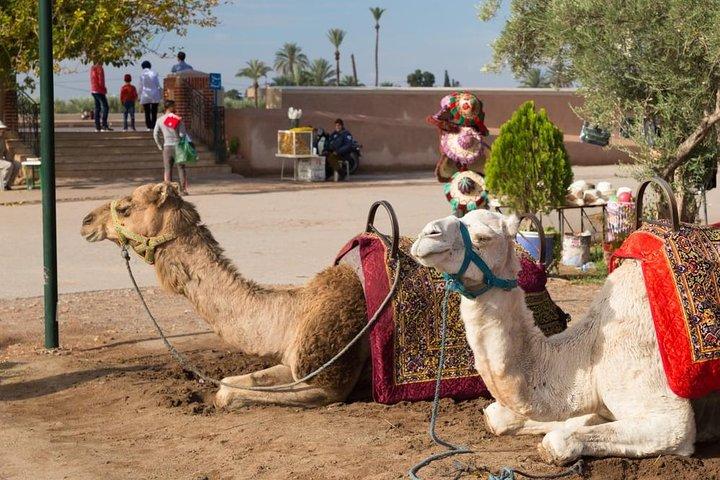 Marrakech camel ride in the Oasis Palmeraie
