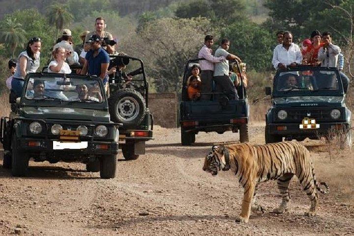 Ranthambore Wildlife Safari Tagesausflug von Jaipur