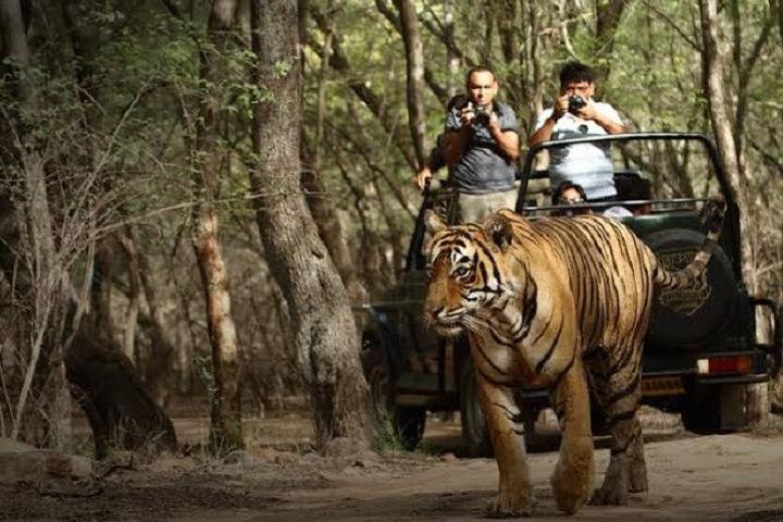 Ranthambore Wildlife Safari Tagesausflug von Jaipur