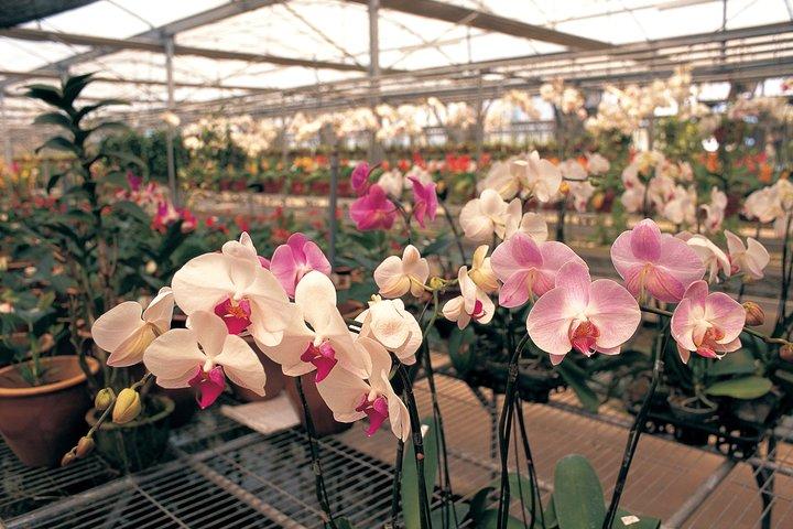 Stadstour in Singapore met orchideeëntuinticket
