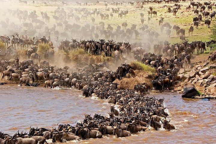 3日間のマサイマラサファリツアーは、5つのワイルドビアとワイルドビーストの移動を見る