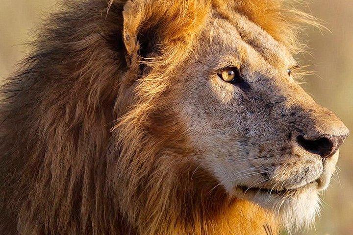 3日間のマサイマラサファリツアーは、5つのワイルドビアとワイルドビーストの移動を見る