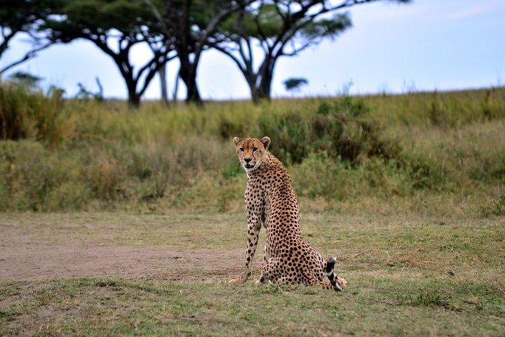 3日間のマサイマラサファリツアーは、5つのワイルドビアとワイルドビーストの移動を見る