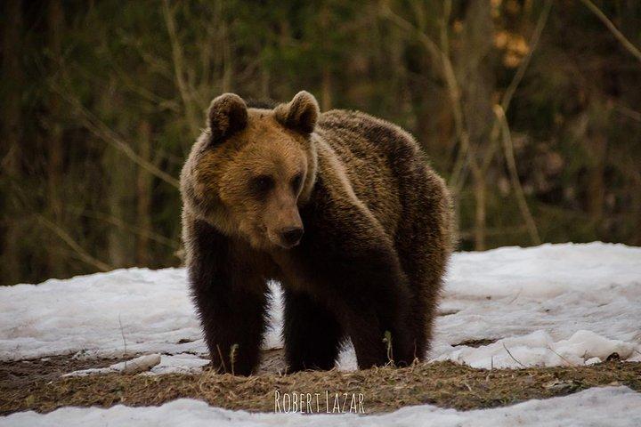 Urso assistindo na terra dos vulcões