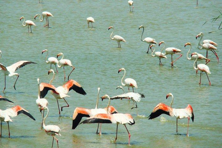 ドニャーナ国立公園とエル・ロシオ：セビリア発のガイド付きツアー