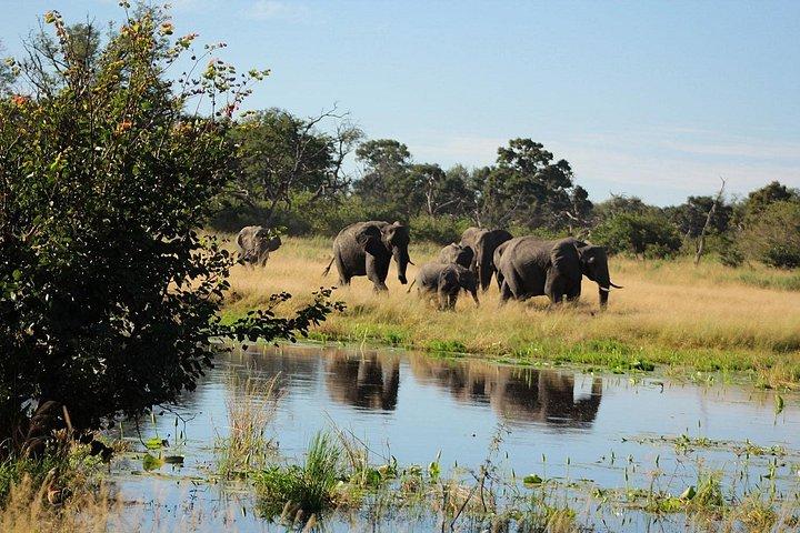 28-Day Safari Tour in Botswana