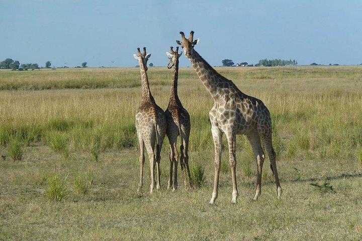 Mokoro dagstur