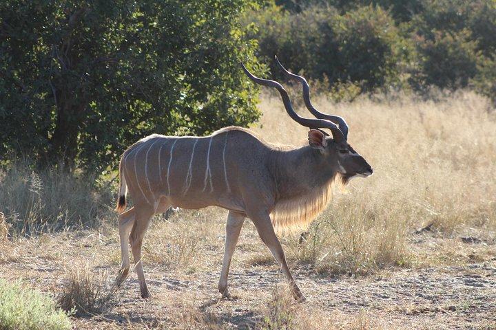 Viagem de um dia à Reserva de Caça Moremi