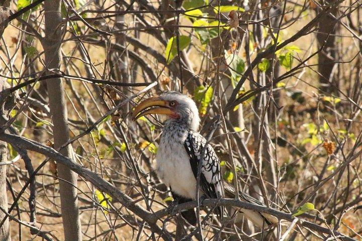 28-Day Safari Tour in Botswana
