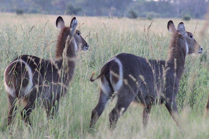 Mokoro Safari 3 Nights 4 Days