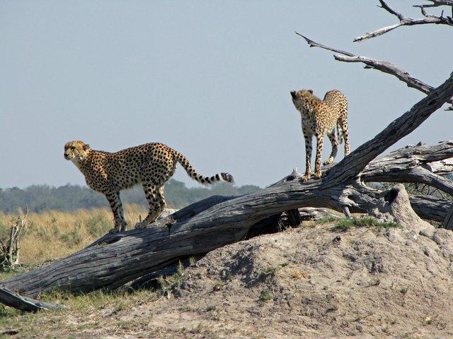 Safari de 7 jours dans le centre du Botswana