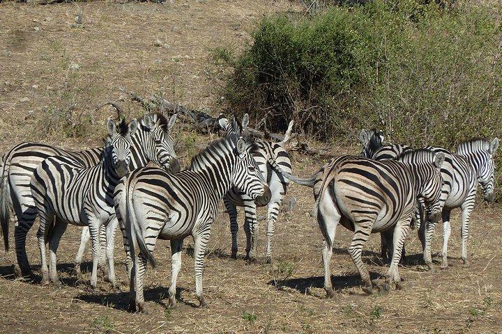 Safari de 7 jours dans le centre du Botswana