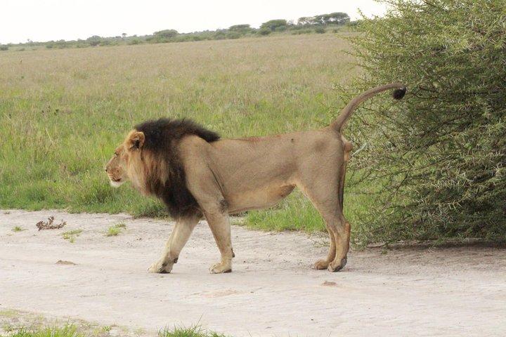 Safari de 7 jours dans le centre du Botswana