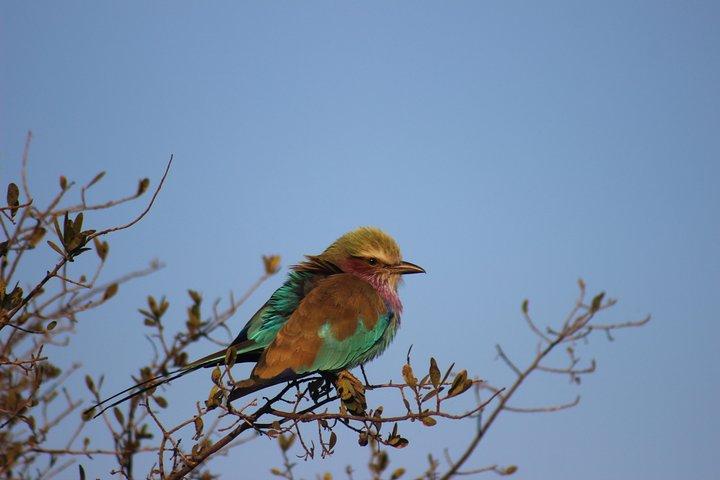 Safari de 7 jours dans le centre du Botswana