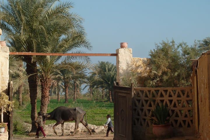 Full-Day Fayoum Oasis and Waterfalls of Wadi El-Rayan Tour from Cairo