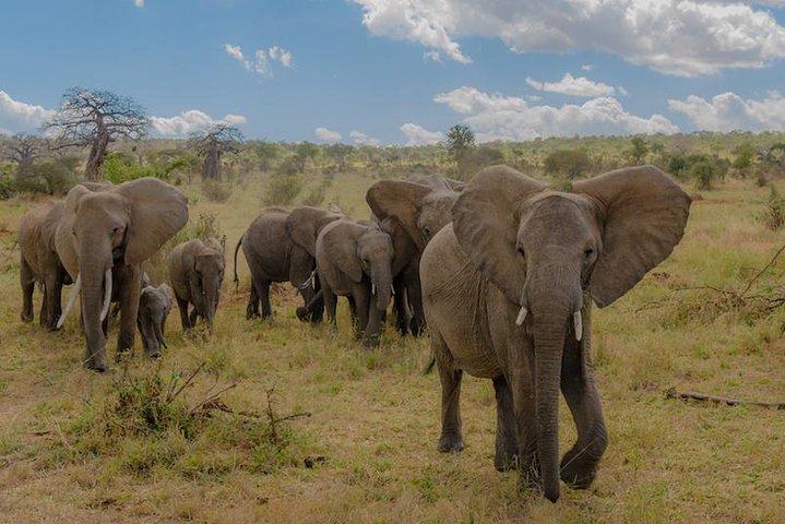 3-dages Tanzania Safari Tours