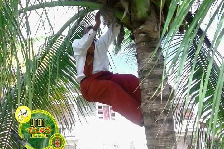 The AMAZING Montego Bay Tour