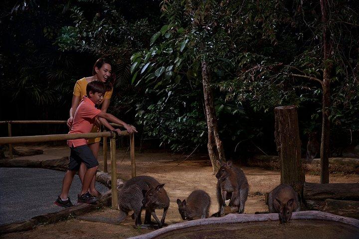 Night Safari in Singapore with Tram Ride