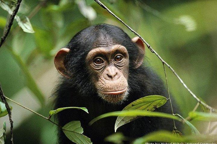 2 dage Chimpazee Safari I kibale Forest Park Uganda.