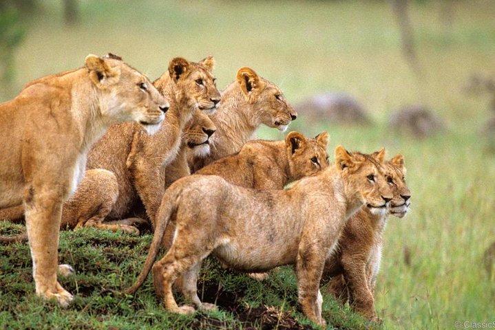Safari de 3 dias para o Parque Nacional Murchison Falls com caminhada no Santuário de Rinocerontes
