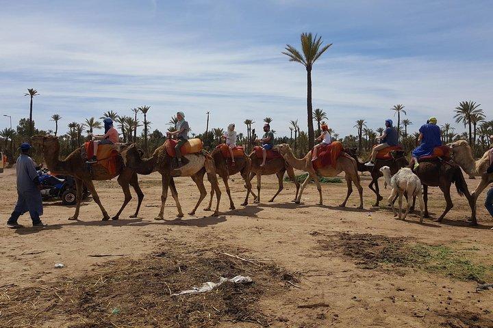 Marrakech camel ride in the Oasis Palmeraie