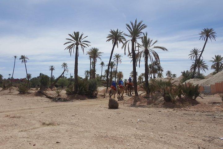 Marrakech camel ride in the Oasis Palmeraie