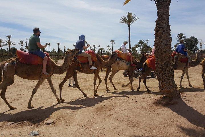 Marrakech camel ride in the Oasis Palmeraie