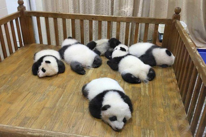 Chengdu Private Day Tour af Giant Panda Experience