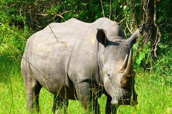 ジワ ライノ サンクチュアリ ウォーキング サファリ