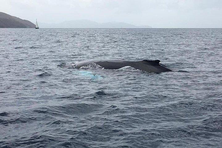 Descubrimiento de delfines en la costa del Caribe