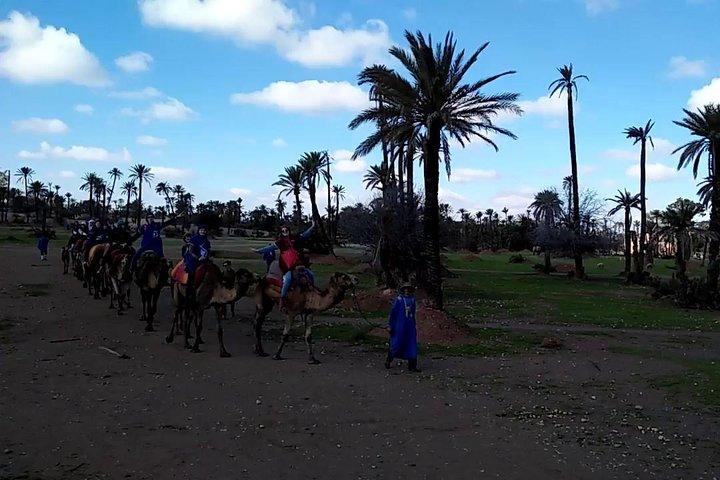 camel ride on the palm grove marrakech