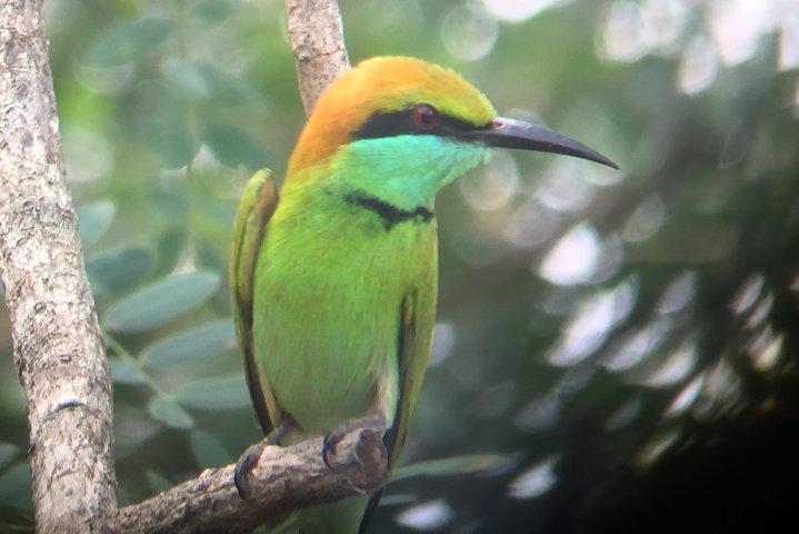 Bundala Birds Safari af Jeeps