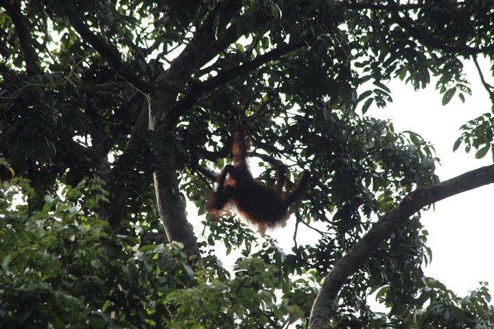 Borneo Wildlife Tour 3 Dage 2 Nætter På Tanjung Bulat Jungle Camp Kinabatangan
