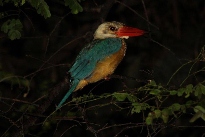 Borneo Wildlife Tour 3 Dage 2 Nætter På Tanjung Bulat Jungle Camp Kinabatangan