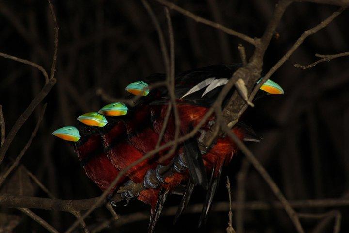 ボルネオ野生生物ツアー2日1日Tanjung Bulatジャングルキャンプキナバタンガン