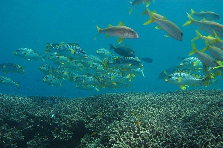 PADANG BAY BALIでのスキューバダイビング