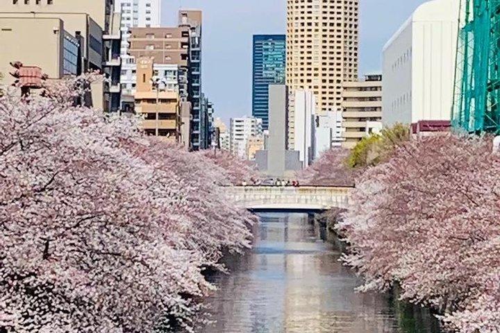 1日プライベートチャーター東京ツアー（グリーンナンバープレート）