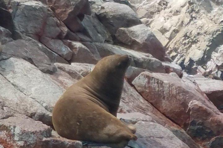 Ganzer Tag nach Paracas & Huacachina ab Lima mit Ballestas Island & Sand Boarding