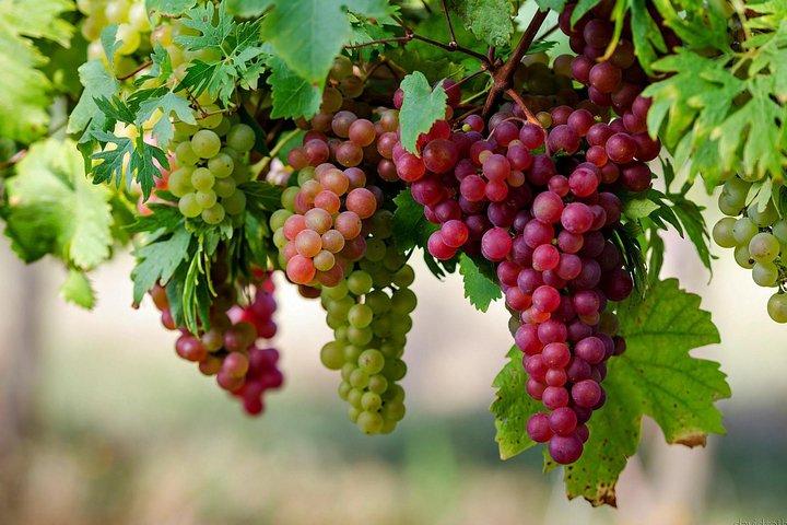 Esperienza di degustazione di vini nella regione vinicola di Etyek con un'auto privata con aria condizionata