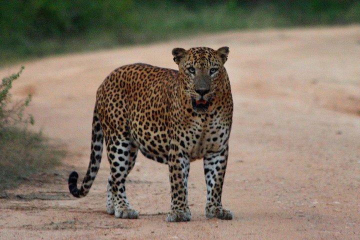 Private 02 Day Leopard Safari a Yala da Bentota