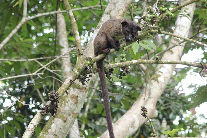 ボルネオ野生生物ツアー2日1日Tanjung Bulatジャングルキャンプキナバタンガン