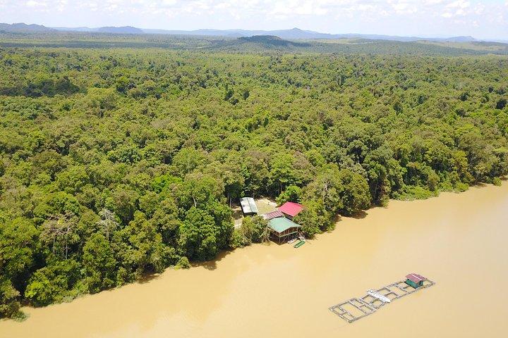 ボルネオ野生生物ツアー2日1日Tanjung Bulatジャングルキャンプキナバタンガン