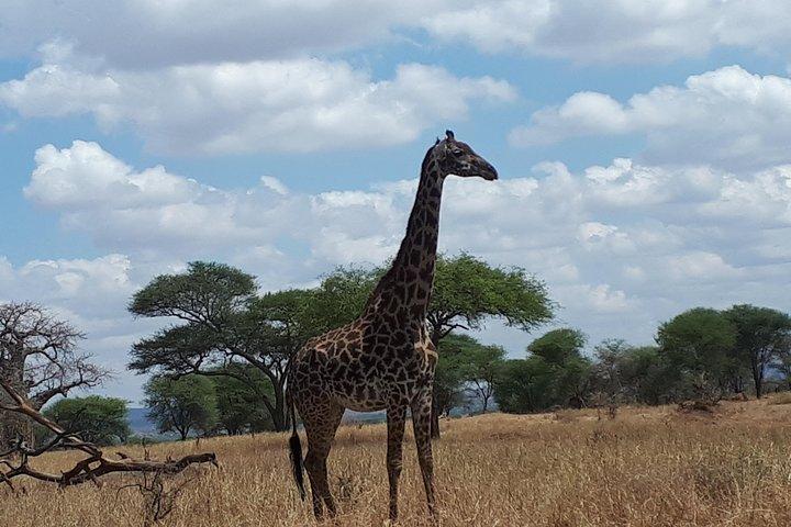 Excursión de un día al Parque Nacional de Arusha