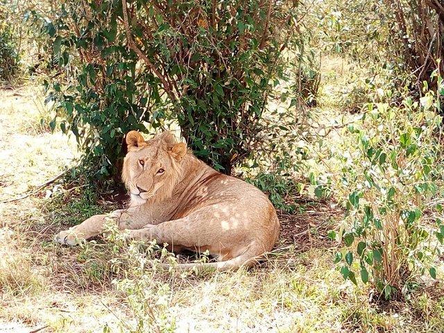 Maasai Mara & Lake Nakuru Nationalpark Tour